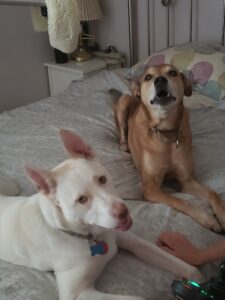 two dogs lying on a be. the dog on the left is white, the dog on the right is tan