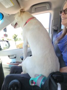 A white dog sits on the lap of a wheelchair user looking out the passenger side window. The dogs back is to the camera and the face of the wheelchair user a woman with prices and long hair is to the right. The dogs head almost reach is the roof of the van.